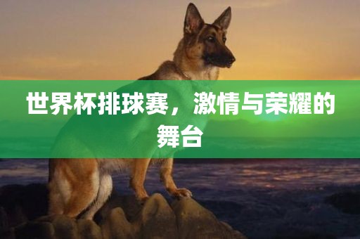 世界杯排球赛，激情与荣耀的舞台