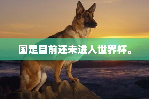 国足目前还未进入世界杯。